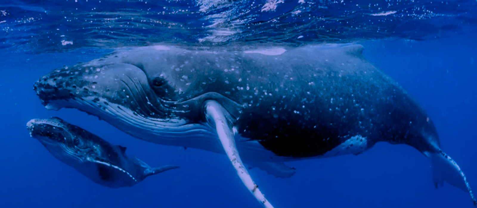 El Canto de las Ballenas, las Voces del Océano