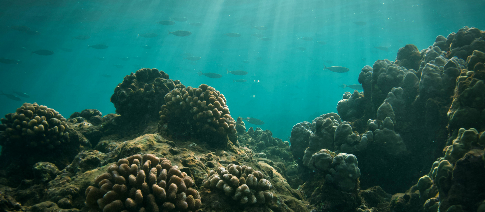 Protegiendo el Ecosistema Marino