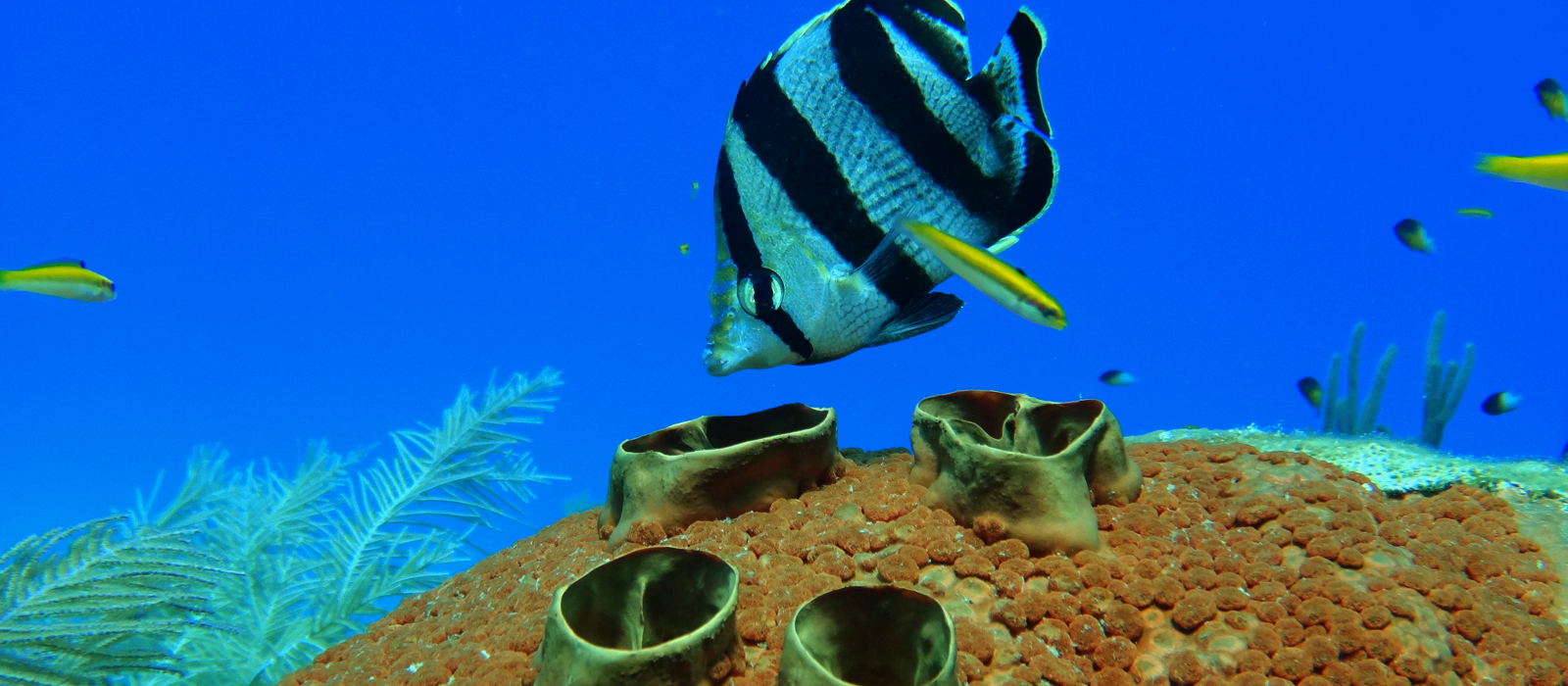 El romance de los peces mariposa